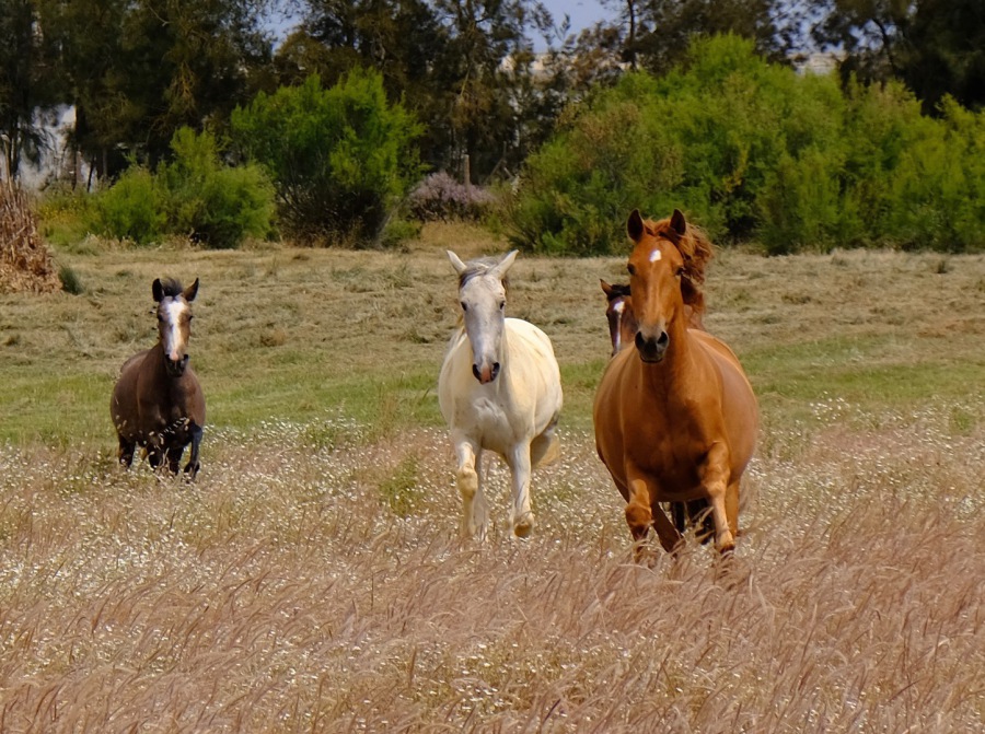 Ethical Horseriding in the Ria Formosa, Tavira, Algarve